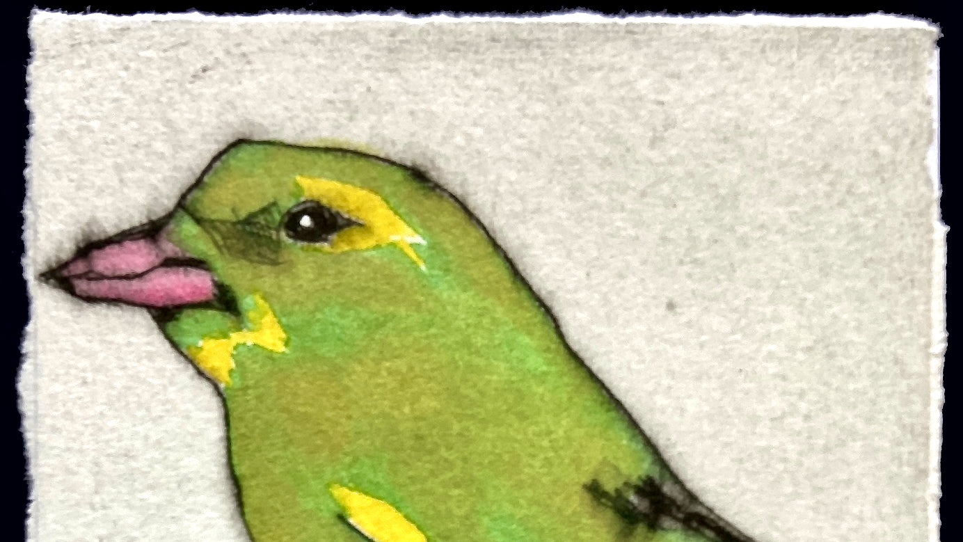 'Greenfinch' drypoint and watercolour print by Richard Spare