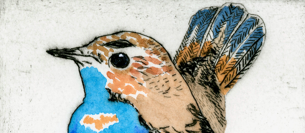 Jaunty Blue Throat, 2024 drypoint and watercolour print by Richard Spare