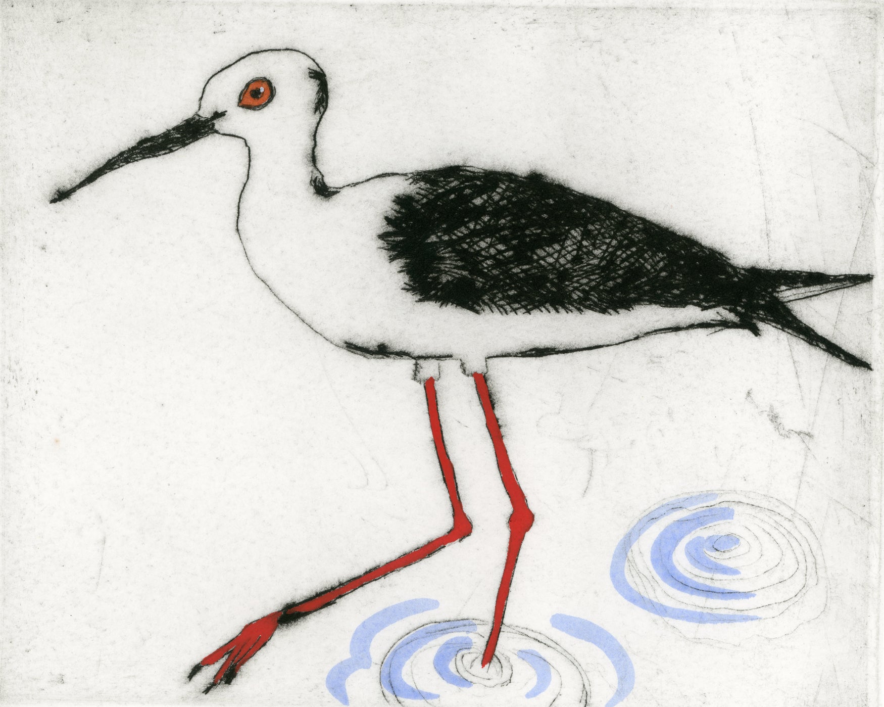 Black-Winged Stilt