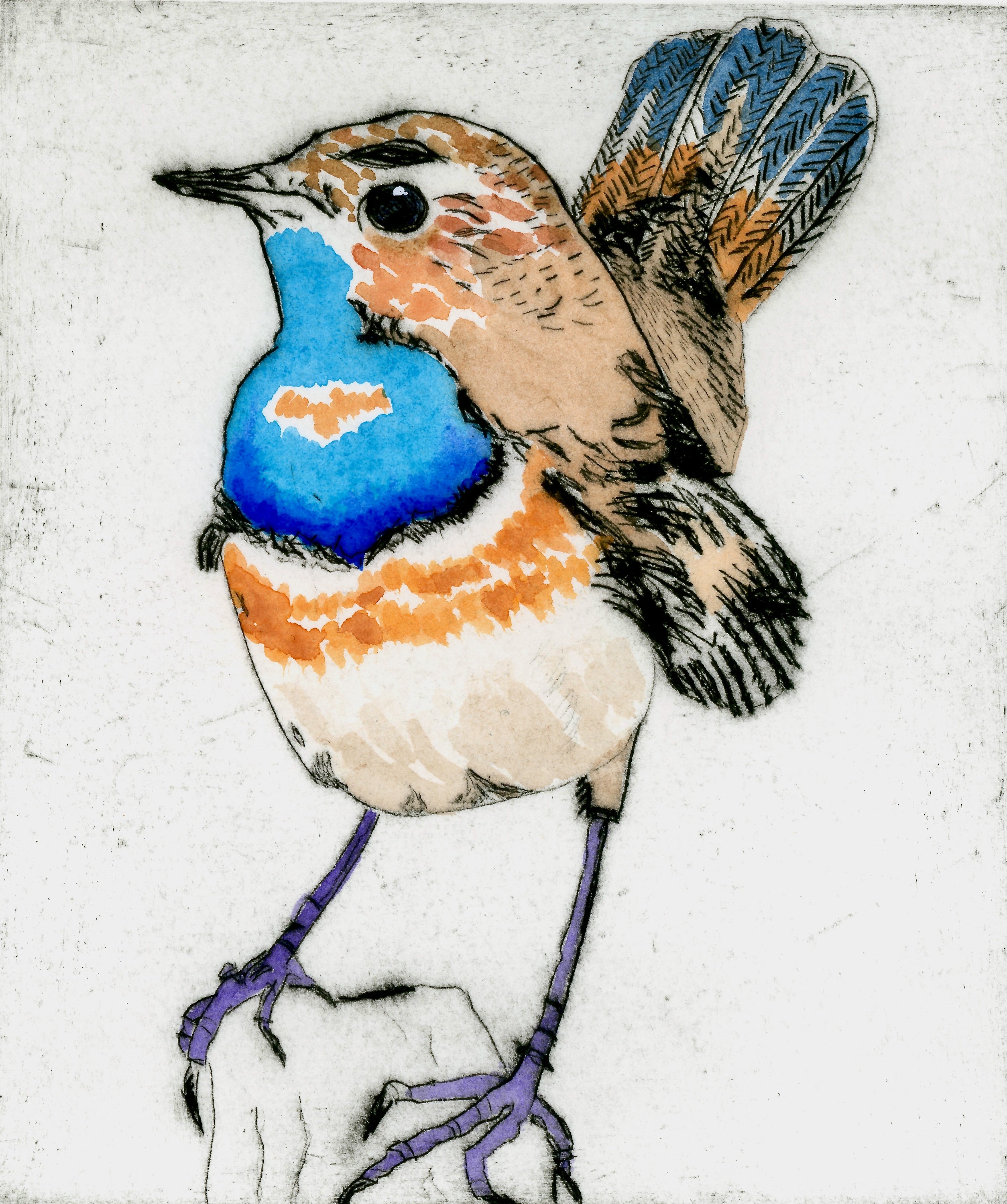 Jaunty Blue Throat