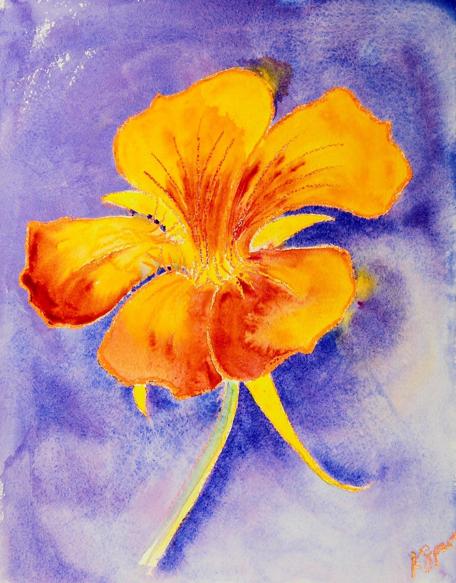 Nasturtium - Kay Spare