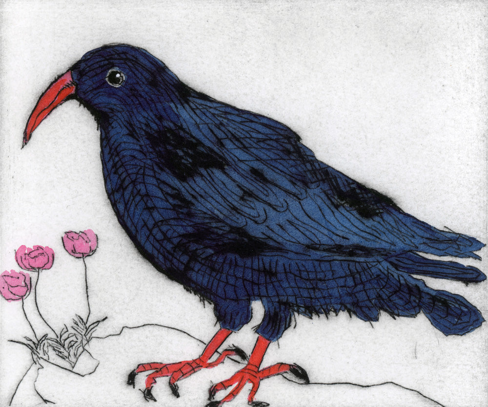 Cornish Chough