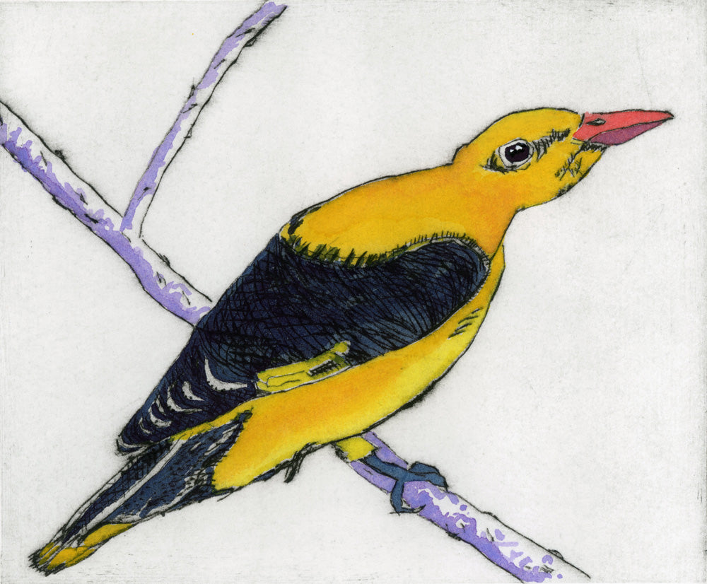 Golden Oriole