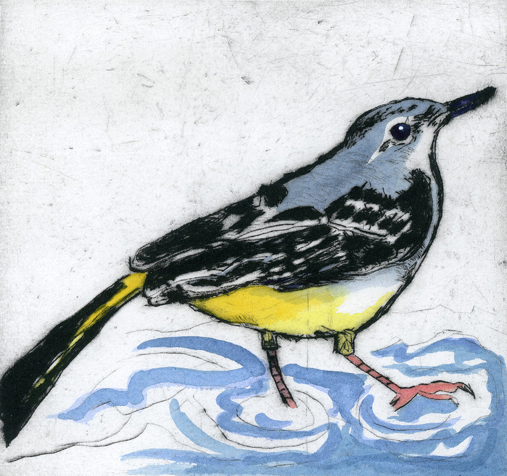 Grey Wagtail