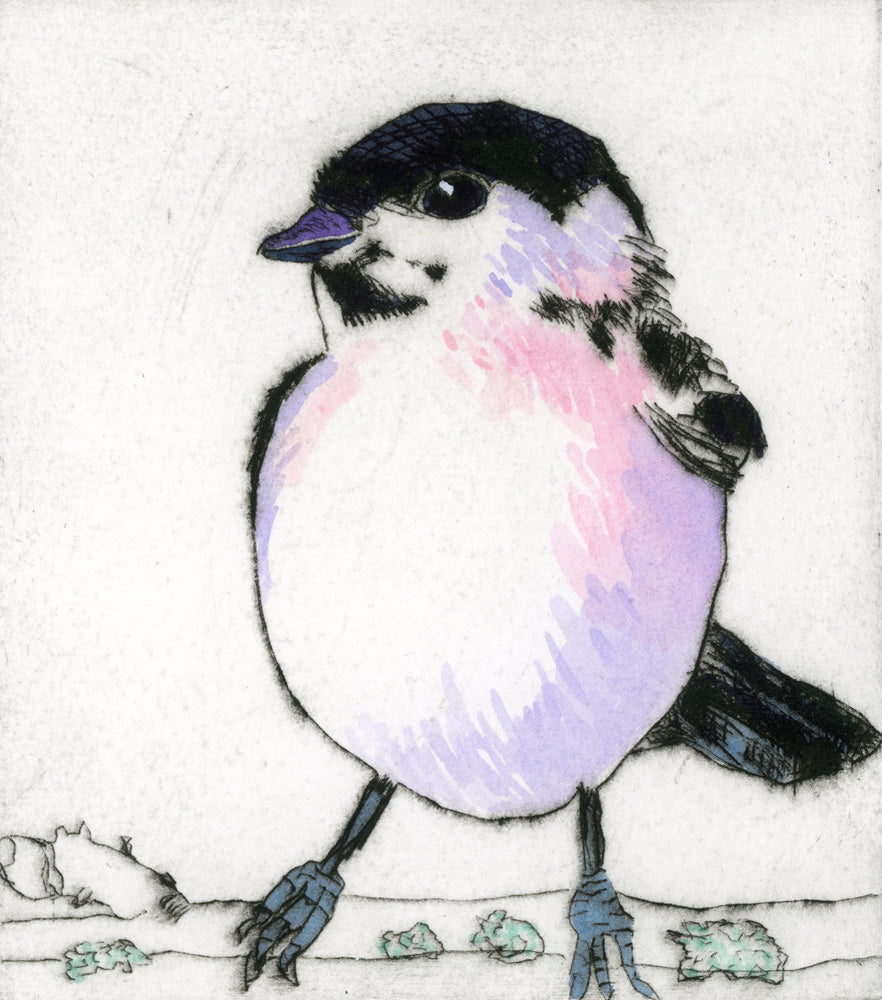 Marsh Tit