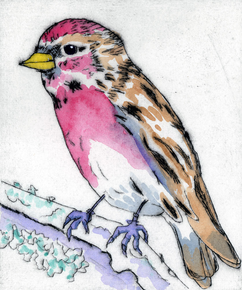 Redpoll