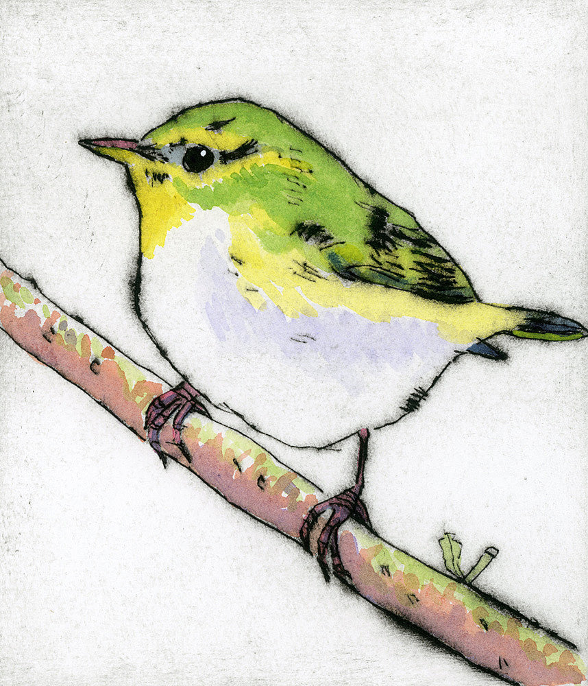 Wood Warbler