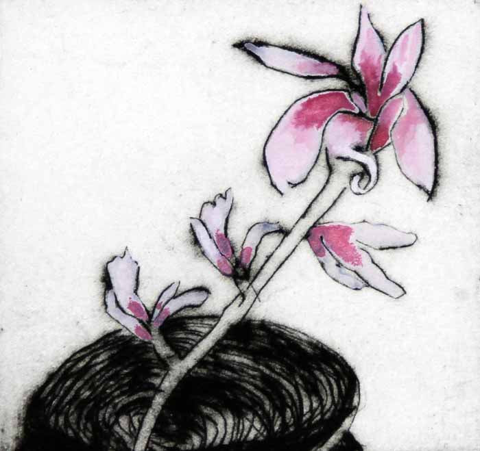 Magnolia - Limited Edition drypoint and watercolour fine art print by artist Richard Spare