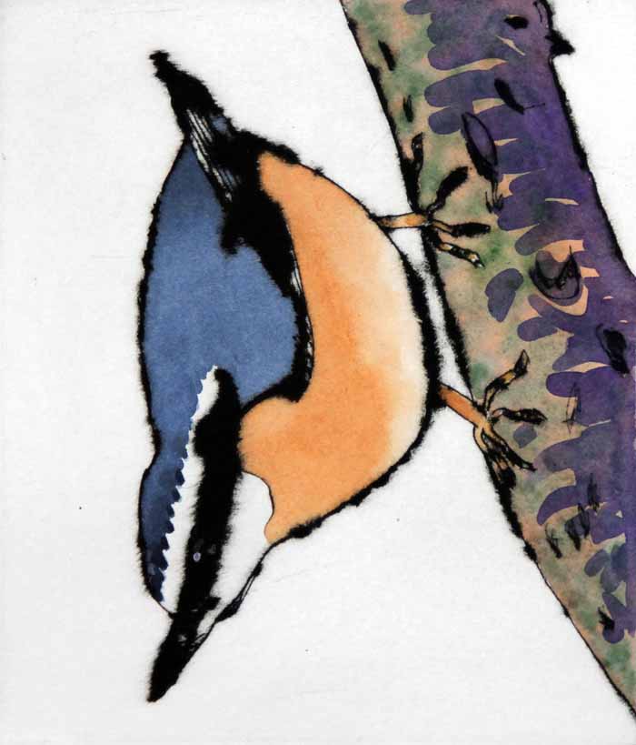Nuthatch - Limited Edition drypoint and watercolour fine art print by artist Richard Spare