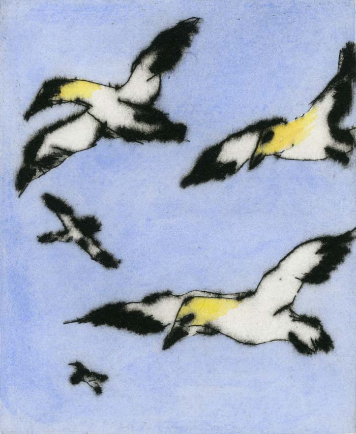 Soaring Gannets - Limited Edition drypoint and watercolour fine art print by artist Richard Spare