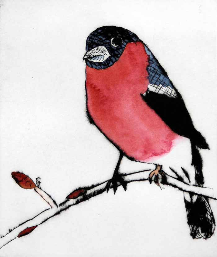 Spring Bullfinch - Limited Edition drypoint and watercolour fine art print by artist Richard Spare