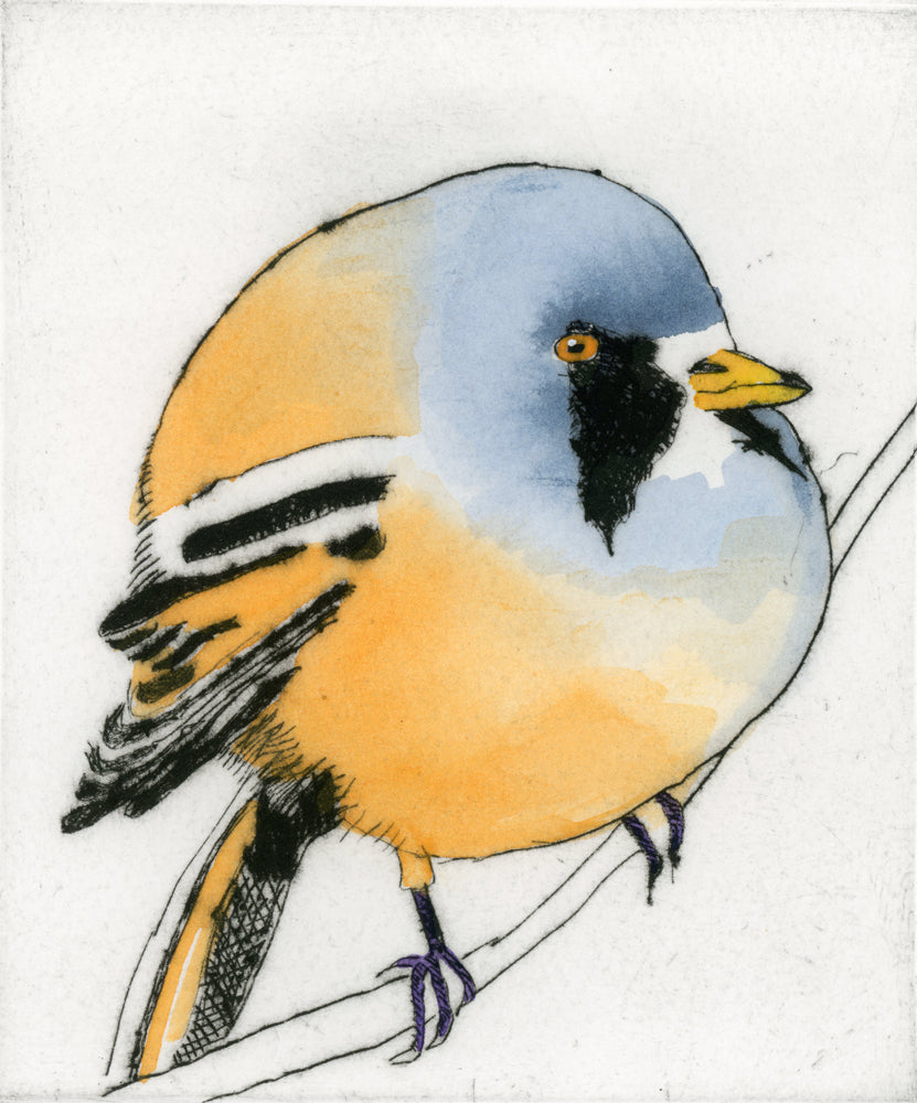 Bearded Tit