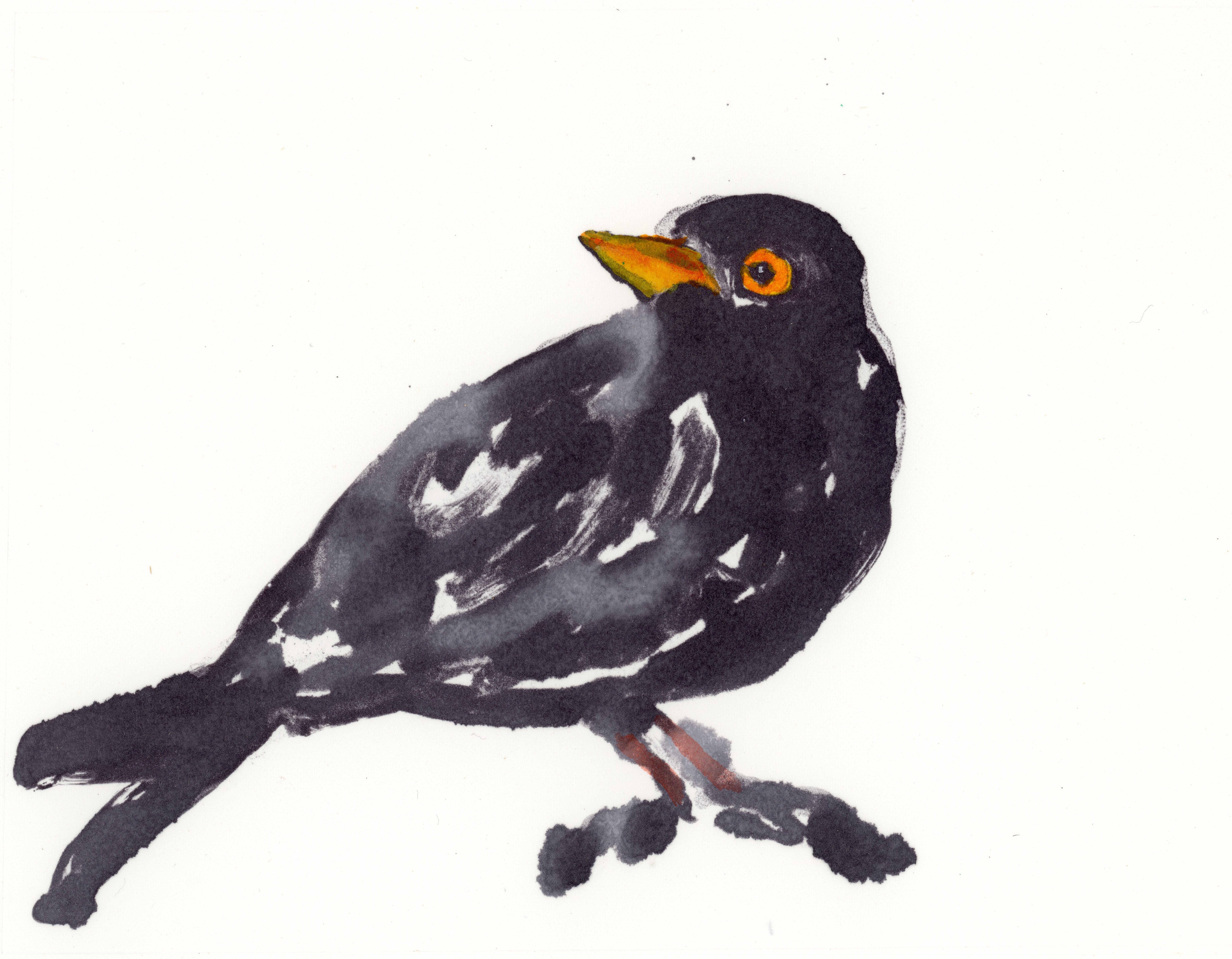 Blackbird II