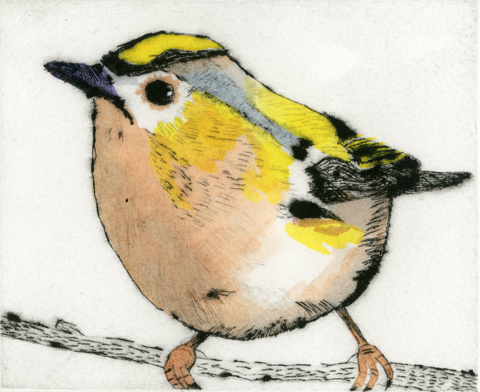 Regal Goldcrest