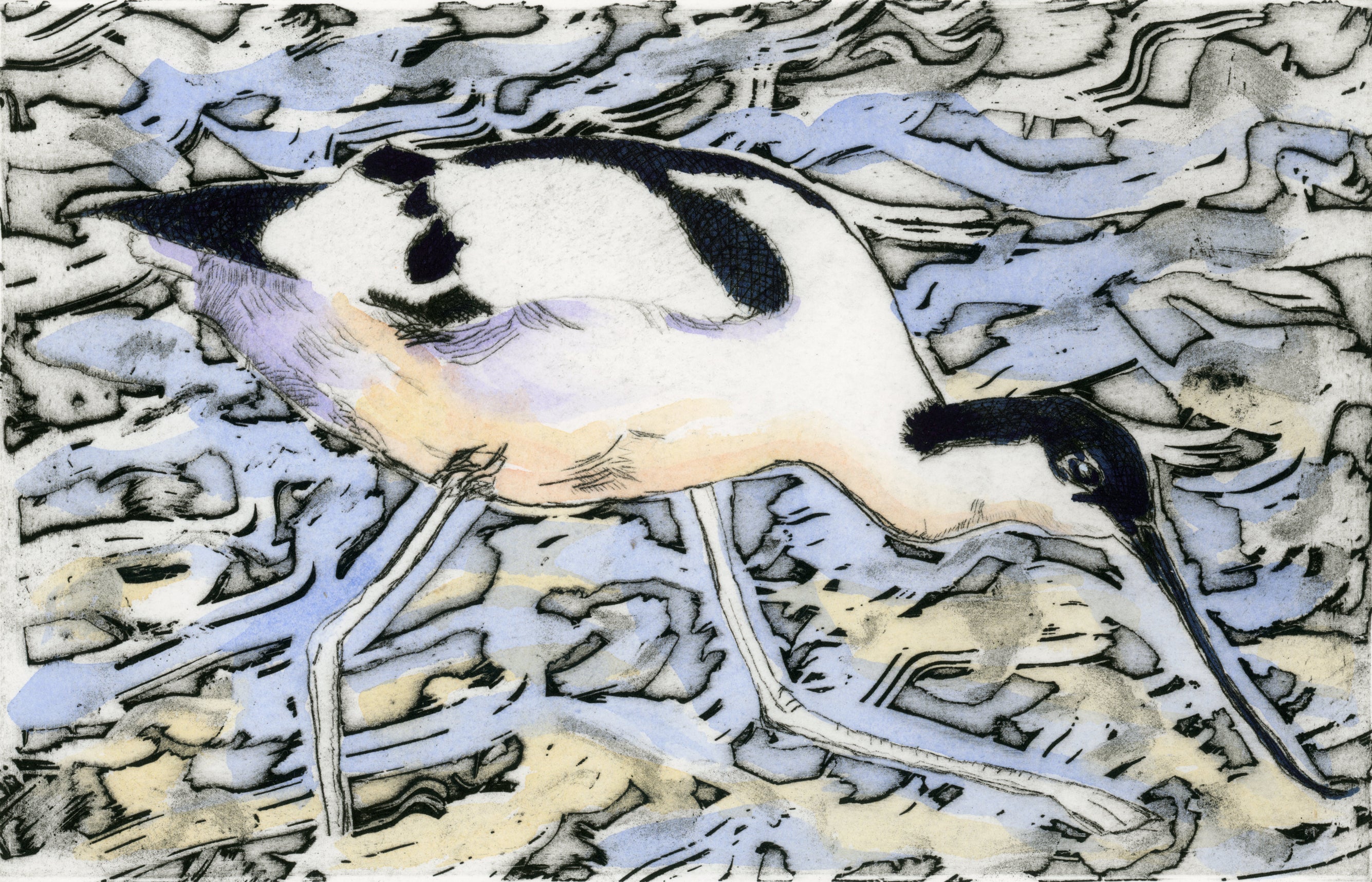 Striding Avocet