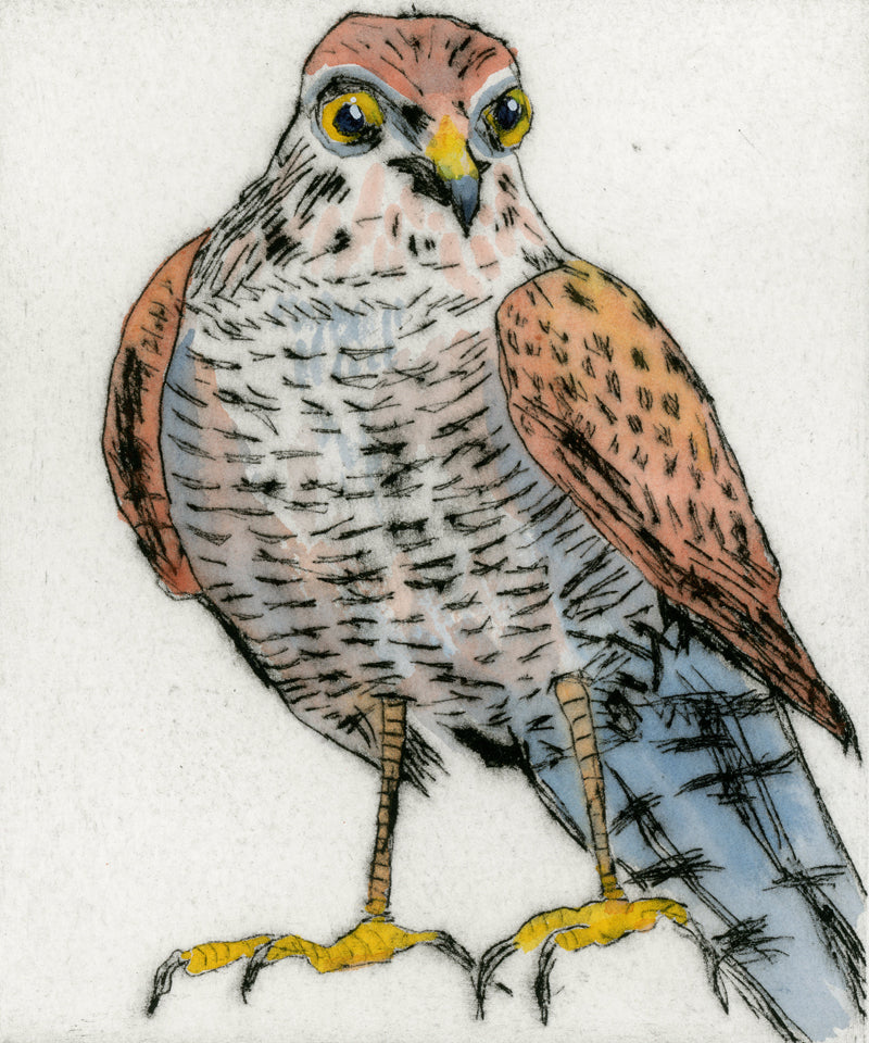 Vigilant Sparrow Hawk