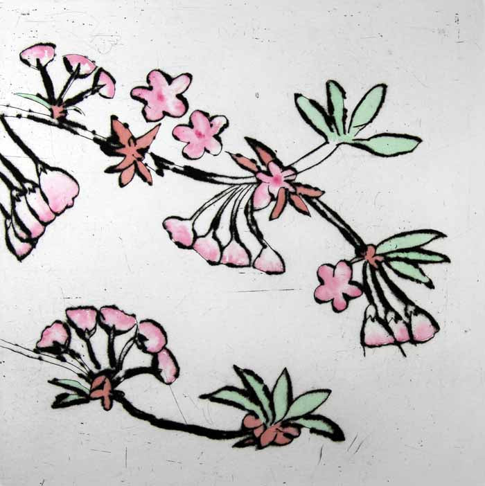 Cherry Blossom - Limited Edition drypoint and watercolour fine art print by artist Richard Spare