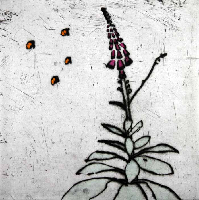 Foxglove - Limited Edition drypoint and watercolour fine art print by artist Richard Spare