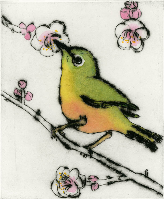 Japanese White Eye - Limited Edition drypoint and watercolour fine art print by artist Richard Spare