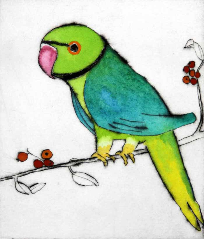 London Parakeet - Limited Edition drypoint and watercolour fine art print by artist Richard Spare