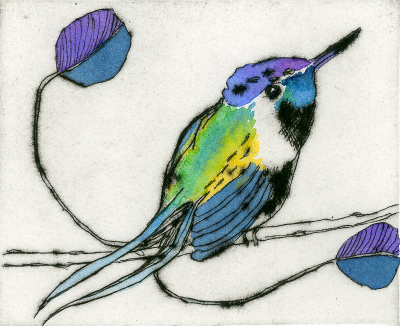 Marvellous Spatuletail - Limited Edition drypoint and watercolour fine art print by artist Richard Spare