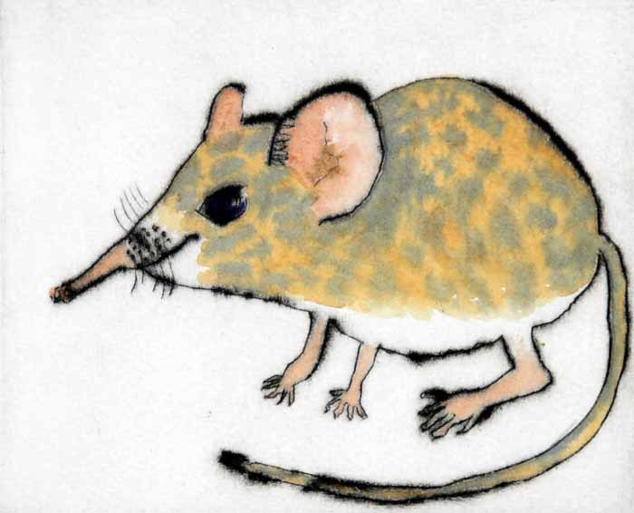 Shrew - Limited Edition drypoint and watercolour fine art print by artist Richard Spare