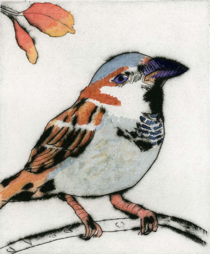 Sparrow - Limited Edition drypoint and watercolour fine art print by artist Richard Spare