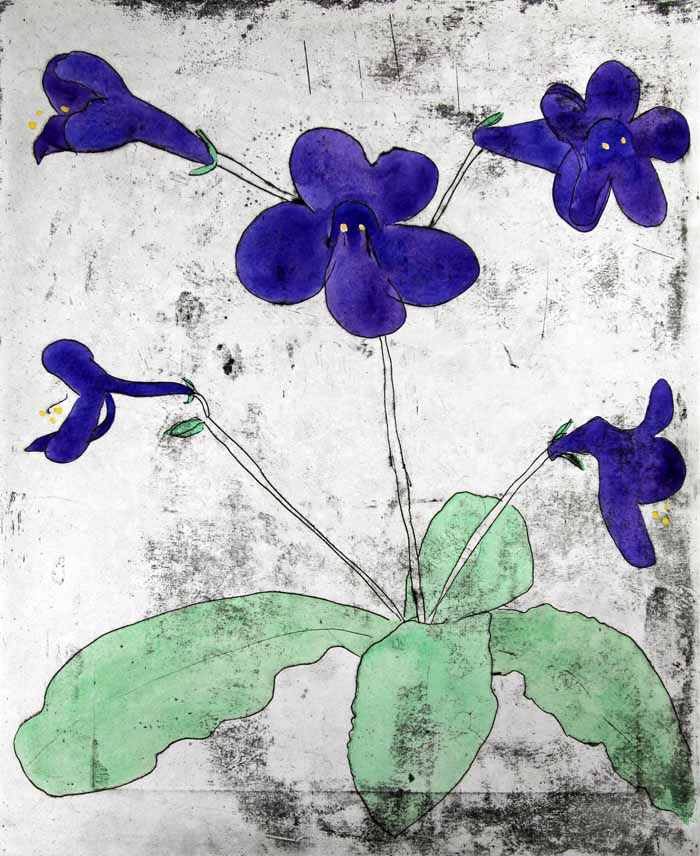 Streptocarpus - Limited Edition drypoint and watercolour fine art print by artist Richard Spare