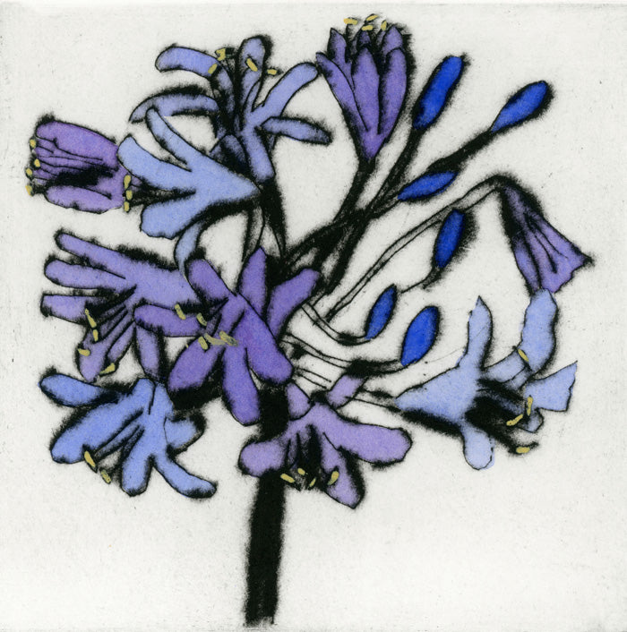 Violet Agapanthus - Limited Edition drypoint and watercolour fine art print by artist Richard Spare